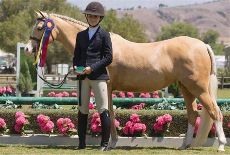 mynach miss dior|Mynach Miss Dior Welsh Pony Hunter .